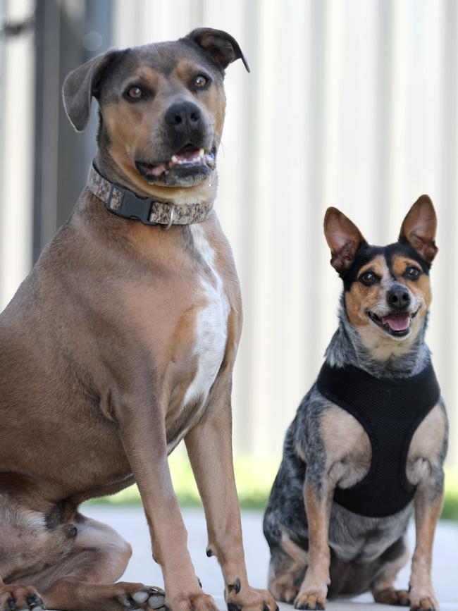 Dusty and Roxy at the house where Dusty was bitten. Picture Dean Martin