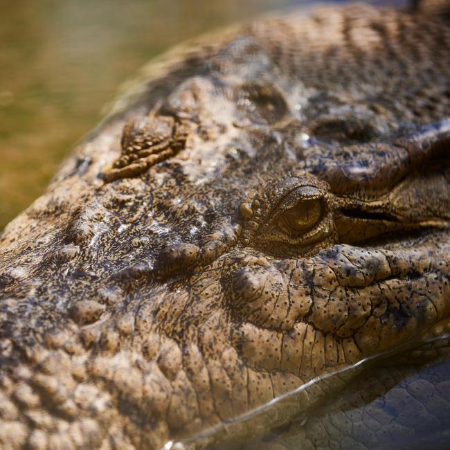 Goliath up close. Photo: ZOOM Wildlife Park