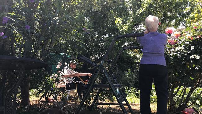 Bella the 3-year-old rescue Kelpie helps out in the garden. Picture: Graeme Cook