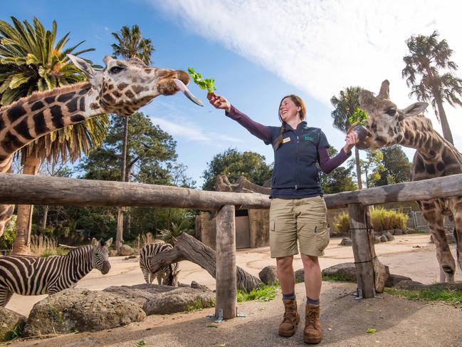 Georgie Greig feeds the giraffes Mukulu and Twiga. Picture: Jason Edwards