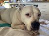 Dog’s incredible survival tale in crash that killed his ‘best mate’