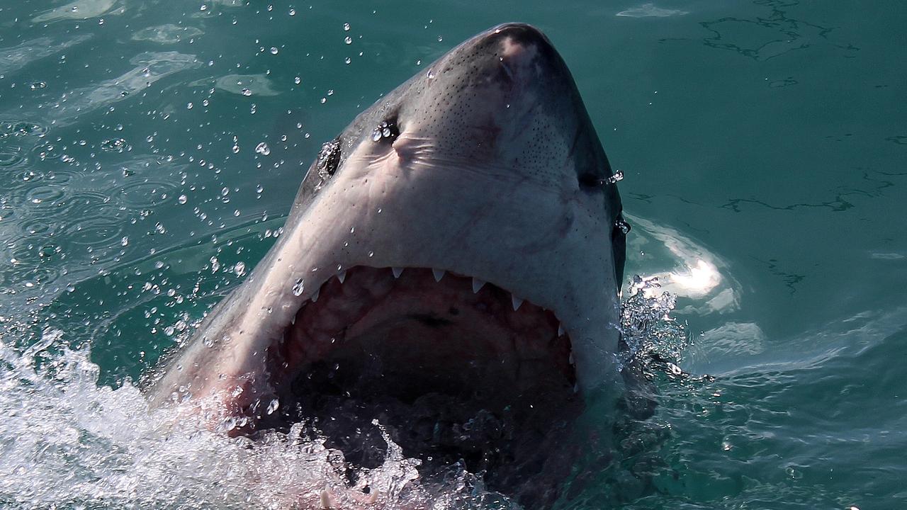 Teenage surfer dies after shark attack off southern Australia