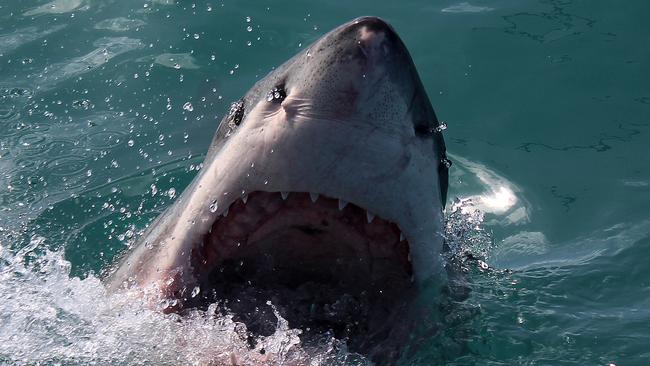 Australia had more fatal shark attacks than the US. Picture: Marine Dynamics