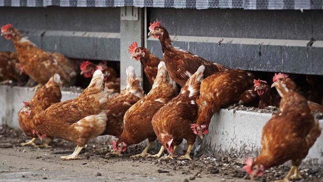 The outbreak of avian flu in Victoria will result in the culling of more than a million birds, Victorian authorities have confirmed. Picture: Olaf KRAAK/ ANP/ AFP