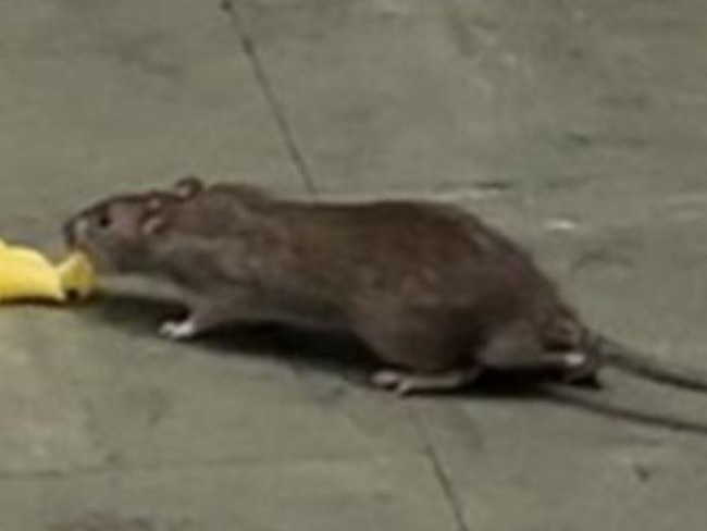 A worker photographed a rat at the McDonald's fast food restaurant on the corner of Hindley and Bank streets, Adelaide. Picture: Supplied