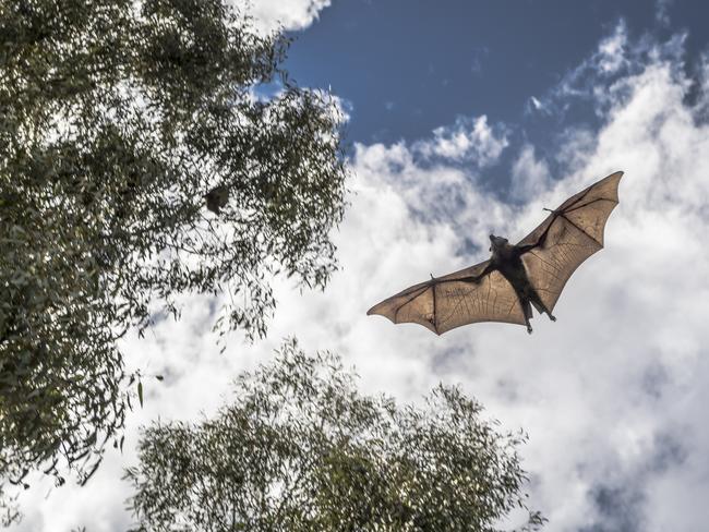 A grey headed flying fox, the most common found at Parramatta Park. Picture: Doug Gimesy.