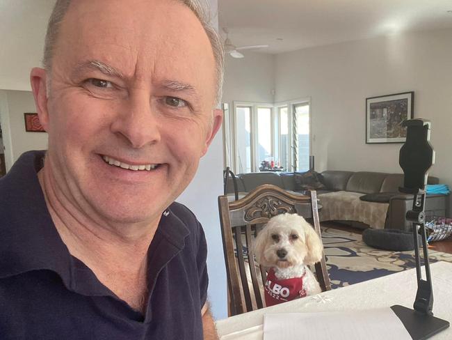 Opposition leader Anthony Albanese Working on my campaign launch speech with my iso companion, Toto.#isoday2. Picture facebook