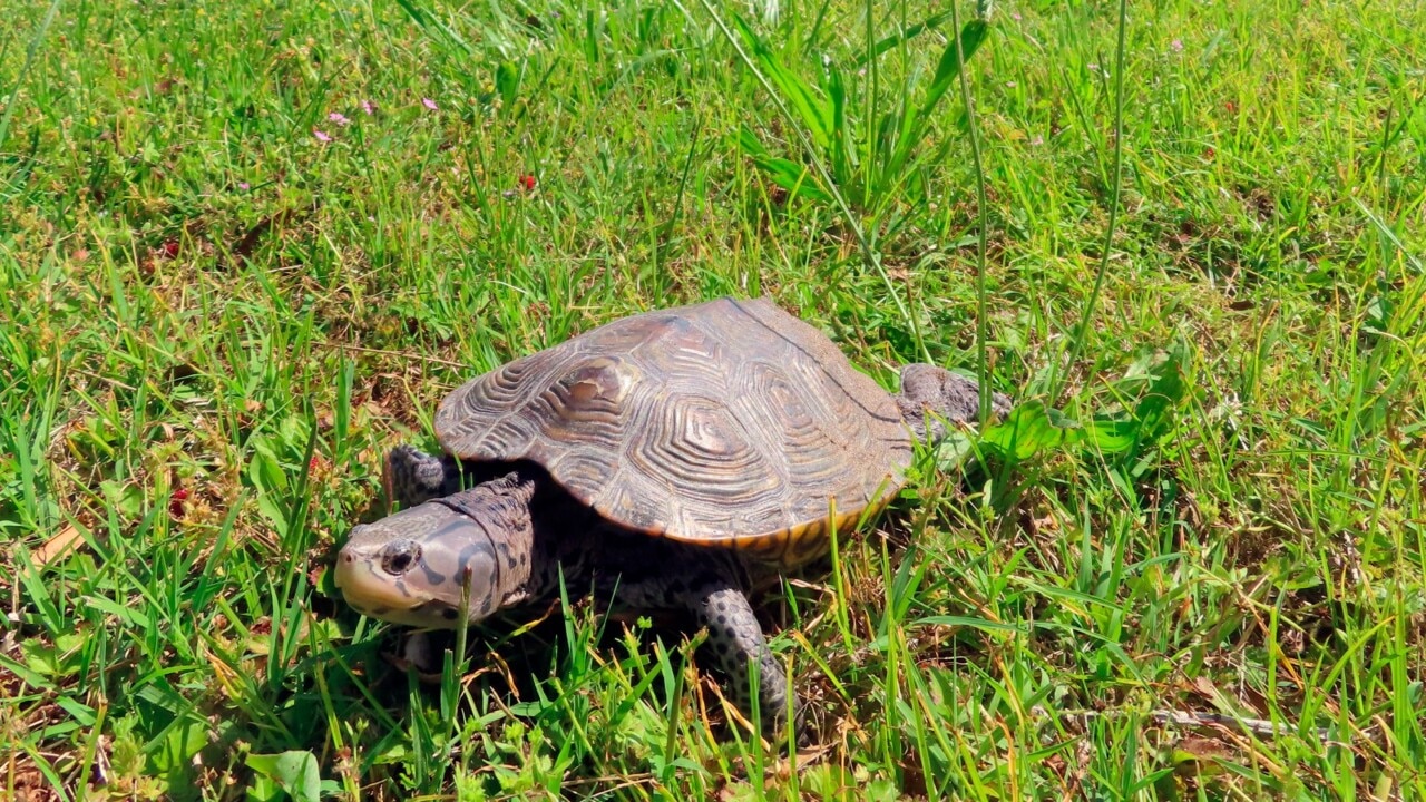 Turtles pose unusual threat to smooth operations at airport