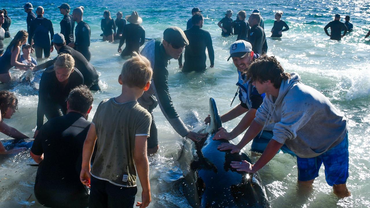 Community members comforted a pod of pilot whales and kept their heads above water in an effort to save the animals that had beached themselves at Toby’s Inlet, near Dunsborough. Picture: Mick Marlin