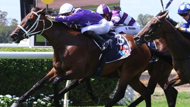 Seleque looks hard to beat first-up. Picture: Grant Guy