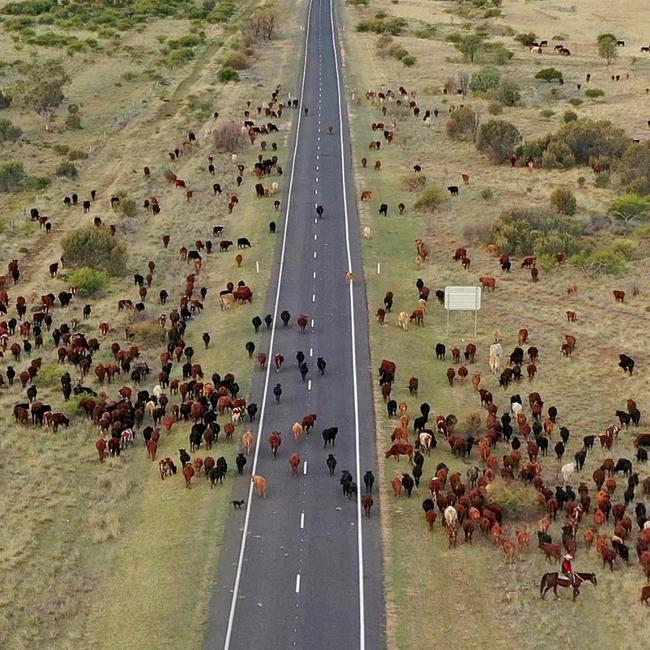 A herd of cows crosses a road in a picture posted by Leonardo DiCaprio highlighting deforestation in Queensland. Picture: John Carnemolla / Getty Images