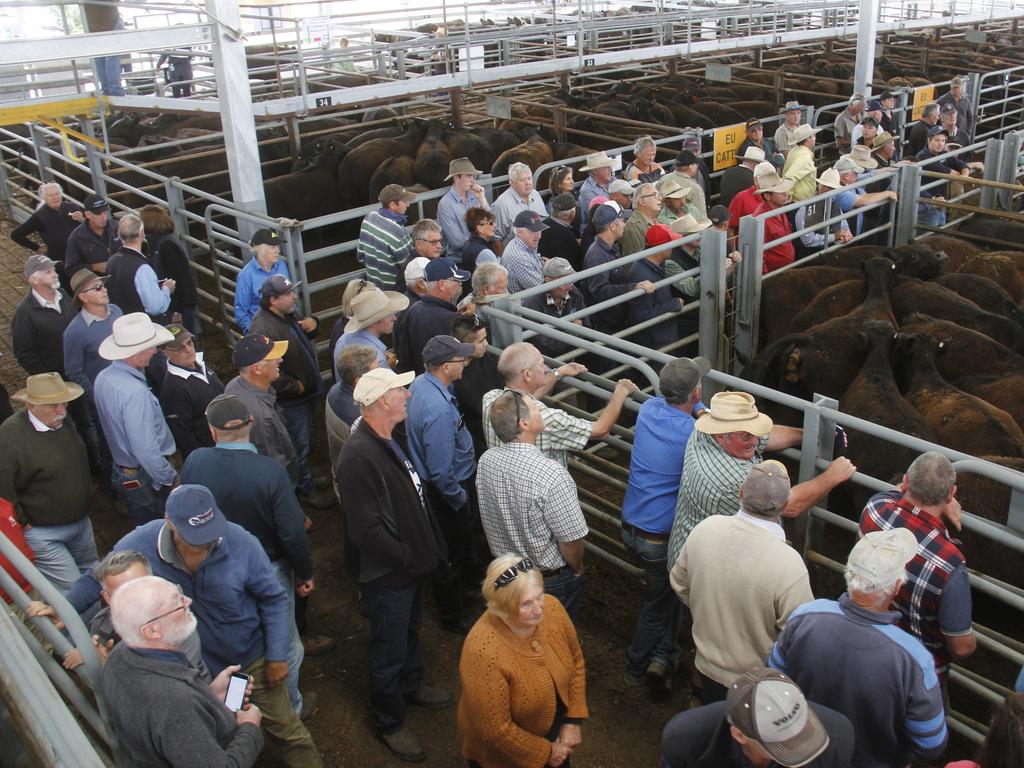 Euroa store cattle sale NSW restocker orders bring optimism south