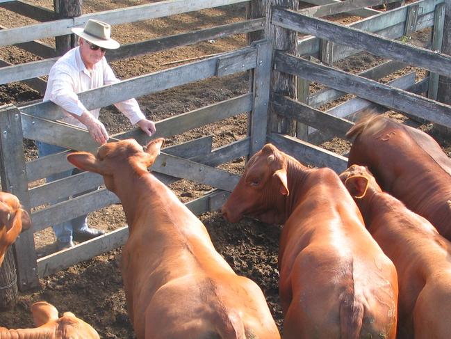 HAPPY WITH PRICES: Albert Jones of Lilyponds near Biggenden with the pen of Droughtmasters he held onto after selling his breeders due to the drought last year.Photo Erica Murree / Central & North Burnett Times