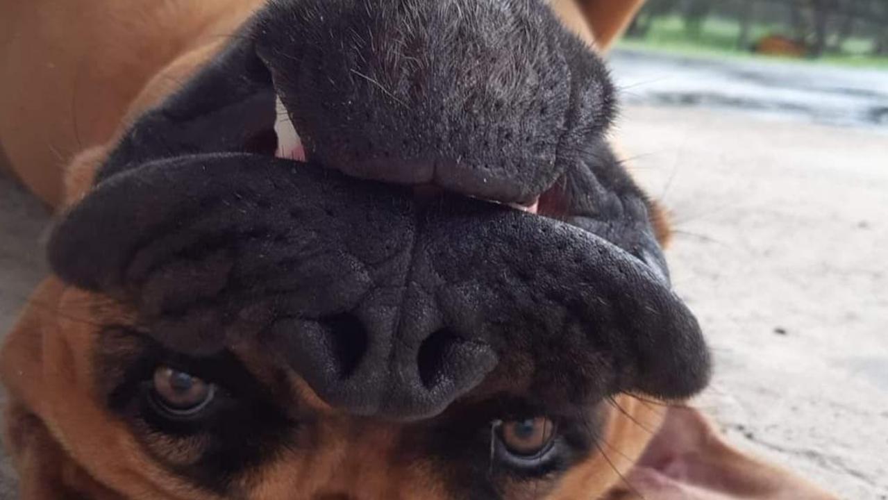 Loveable "50 kilo lump" Dozer has been voted Gympie's quirkiest pet, and it's easy to see why. Pictures: Supplied