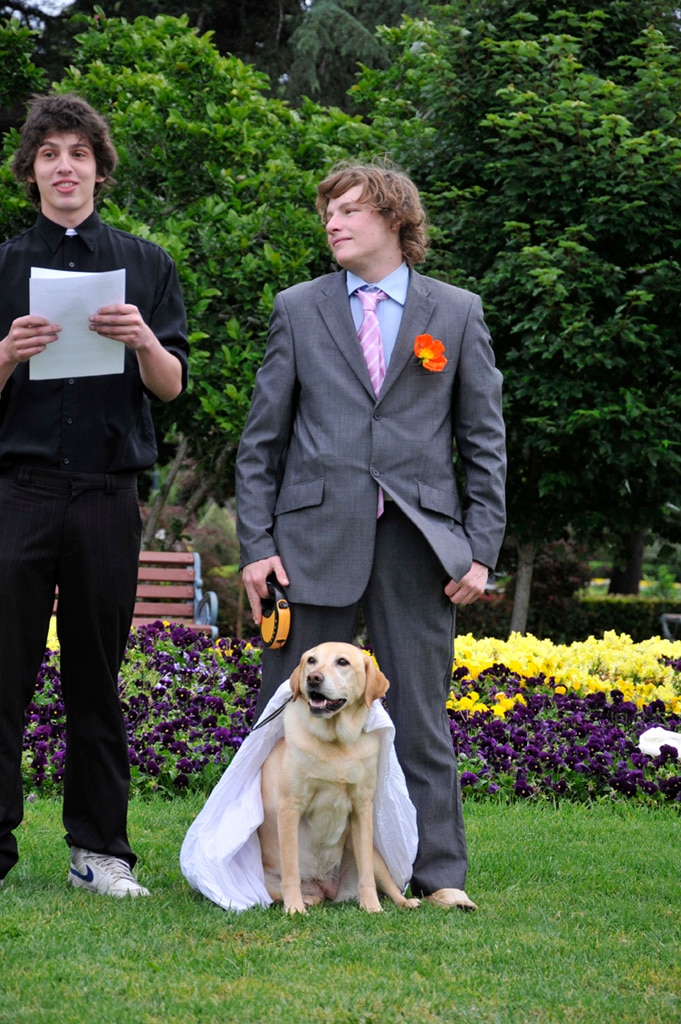 Man marries his Honey – a dog | The Chronicle