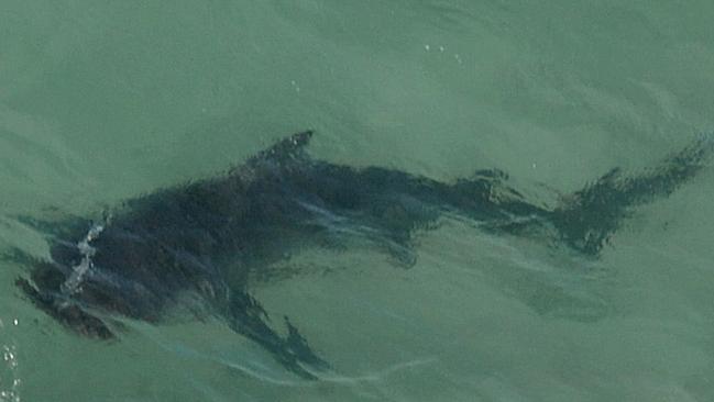 A 3.5 metre shark goes in for the kill on a dolphin just off Newcastle's Burwood Beach. Picture by Peter Lorimer