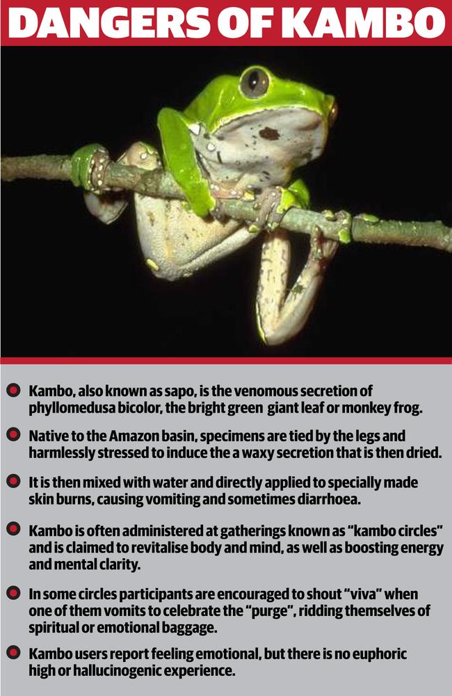 What you need to know about kambo and green tree frogs.