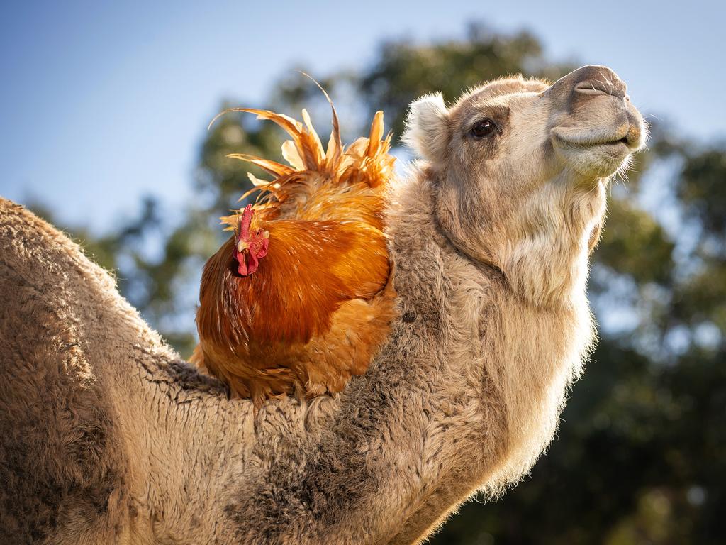 <p>BEST PICS 2024 MELB Rodney the Rooster gets a ride on Alice the Camel at Mattys Sanctuary in Sedgwick. Picture: Mark Stewart</p>