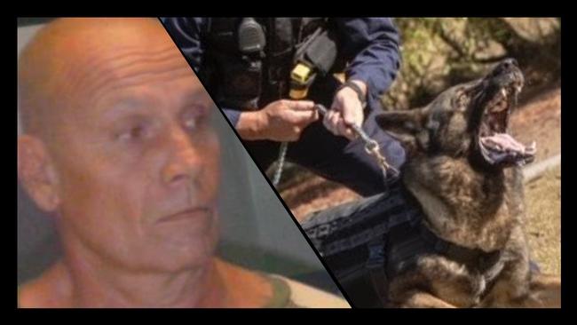 As police dog Rambo and his handler were tracking Alan Lace along the highway, Rambo was struck by a car.