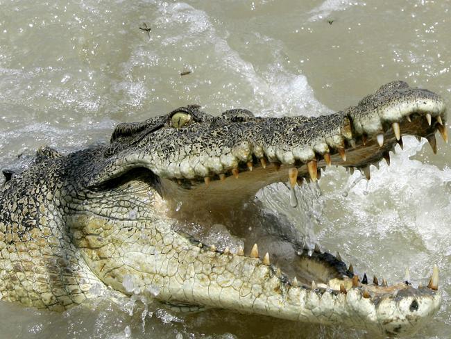 Saltwater crocodile in Adelaide River, NT 15 Oct 2005. /Crocodiles