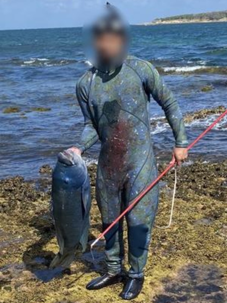 The spearfisherman was fined $800 for killing the blue groper believed to be Gus.