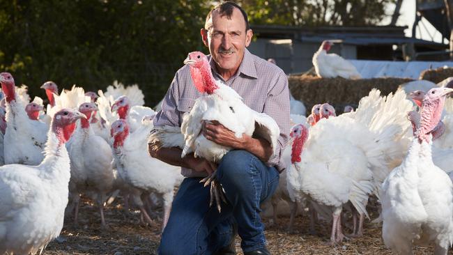 John Holland with his turkeys in Murray Bridge, ahead of the Christmas holidays. Picture: Matt Loxton