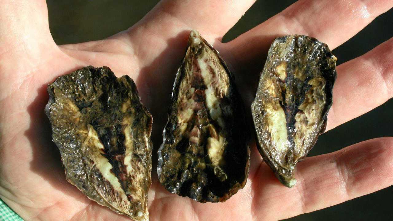Can these oysters survive the Richmond River? Daily Telegraph