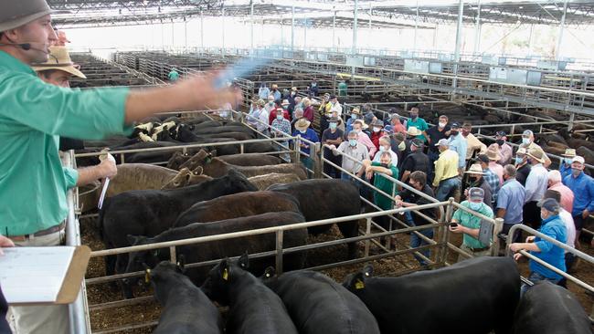 Bidding was quick at Yea on Friday with plenty of demand from southern restockers. Picture: Jenny Kelly