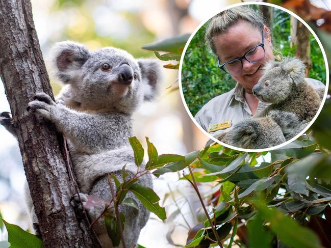 Gold Coast's Currumbin Wildlife Sanctuary has issued a 'desperate' plea for help