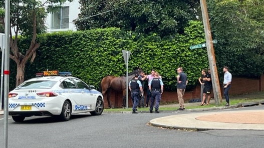 Police attended and helped with the escaped mare.