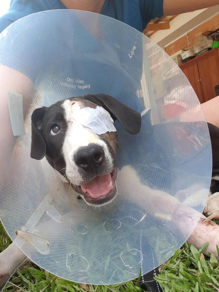 RSPCA Queensland released this image of Watson the American Staffie-cross found in Bloomsbury, Mackay, after he was shot twice, once in the leg and once in the face.