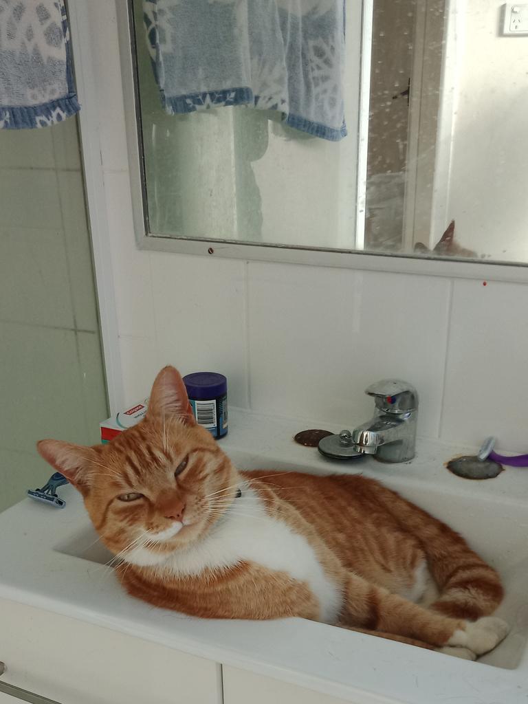 Four-year-old Makka loves chilling out staying nice and cool in the bathroom sink. Picture: Lisa