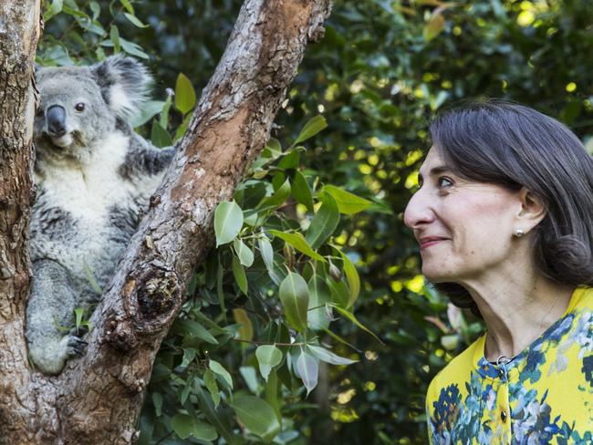 Premier Gladys Berejiklian pictured with a koala at Taronga Zoo. Picture: Damian Shaw