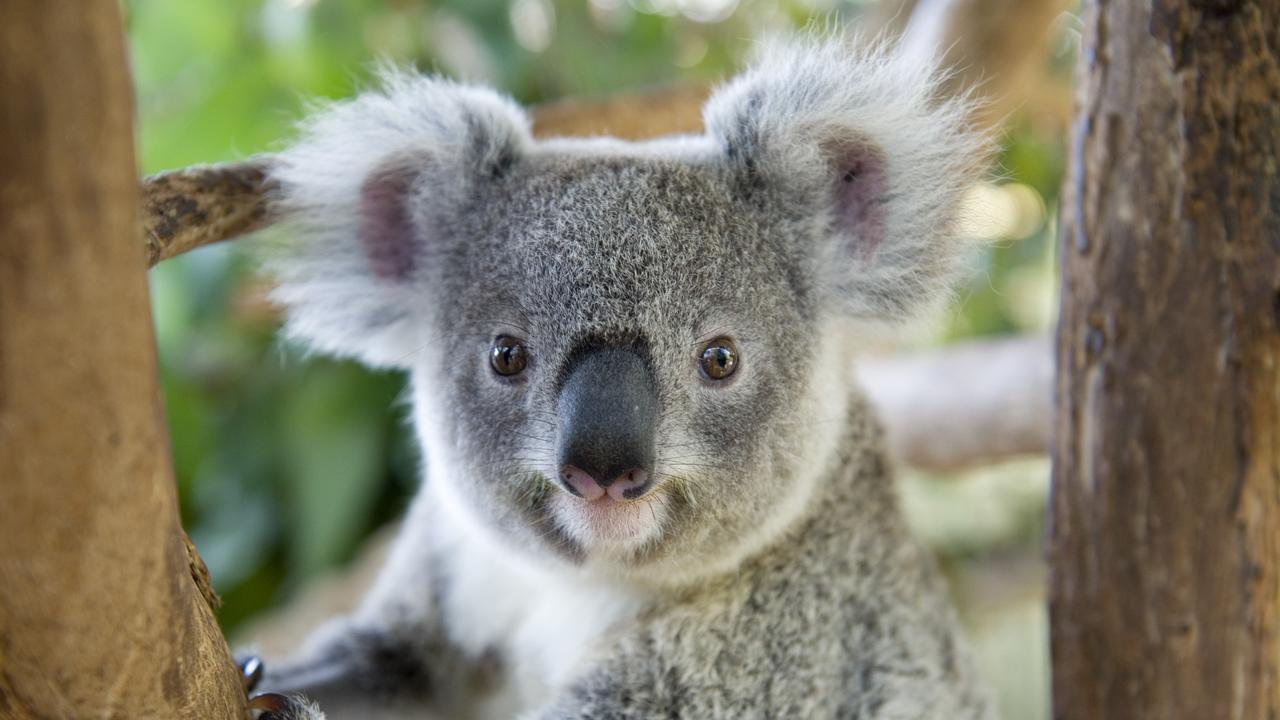 Another koala under the care of Clare Gover who is concerned about the rate of development in the Highfields area, Saturday, October 12, 2013. Photo Kevin Farmer / The Chronicle