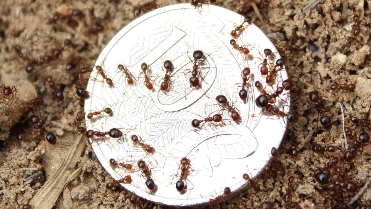 Logan Fire Ant Spread Continues After Cyclone Debbie Flood | The ...