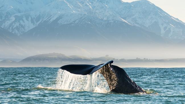 Kaikoura is a popular spot for whale watching.