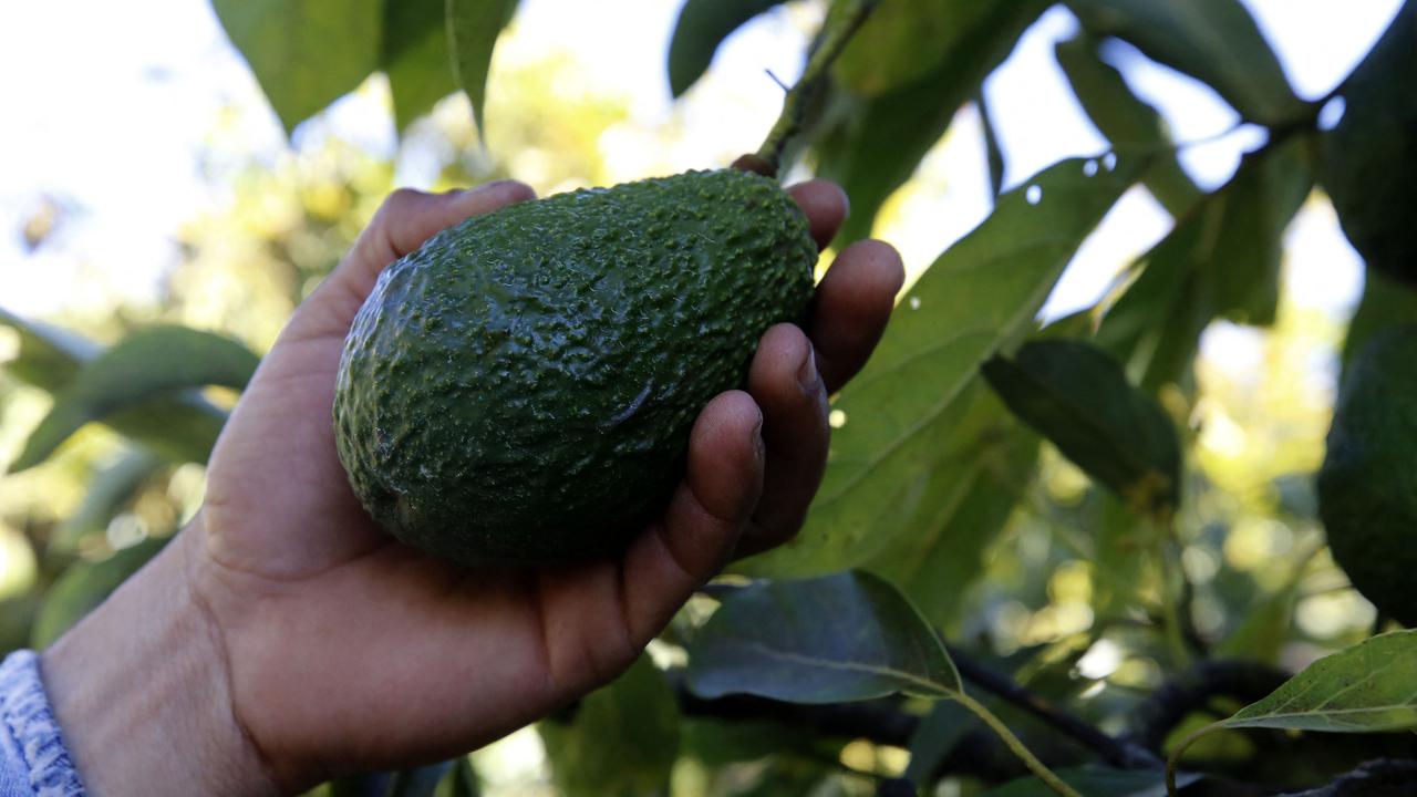 Western Australian growers have been able to access the Japanese market for years and now a prominent farming company is calling for Queensland and New South Wales to follow suit. Photo: ULISES RUIZ/AFP