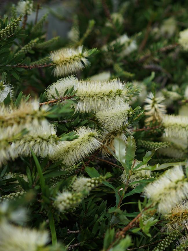 Callistemon ‘White Anzac’ (Dwarf white bottlebrush)