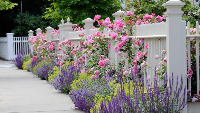 Keep roses looking good by dead heading them weekly, watering deeply and fertilising.