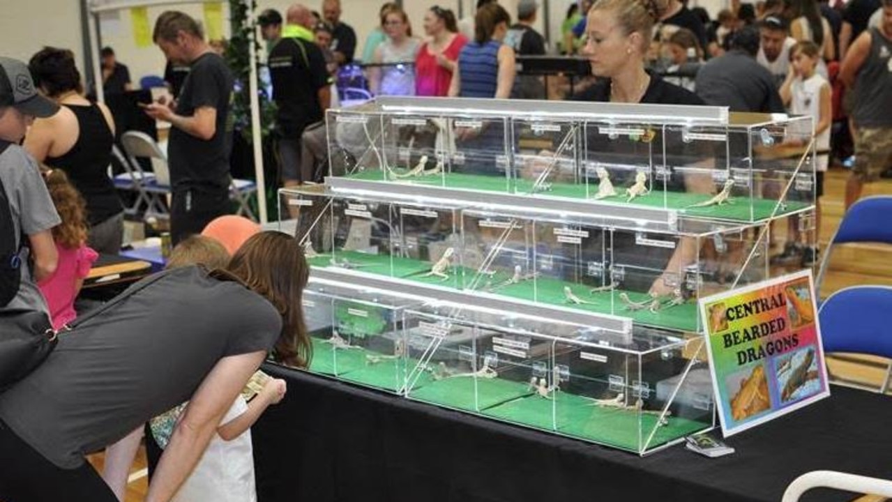 Sydney Reptile Expo 2024 Dania Electra