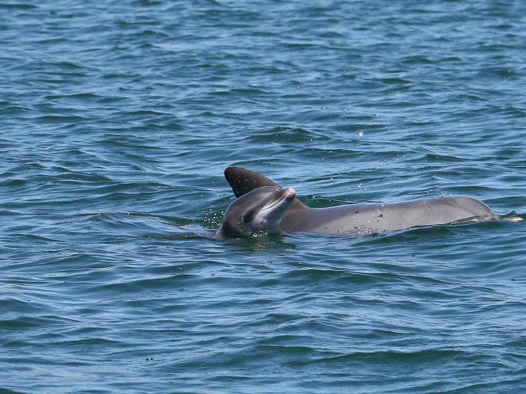 Meet the Port River Dolphins | The Advertiser