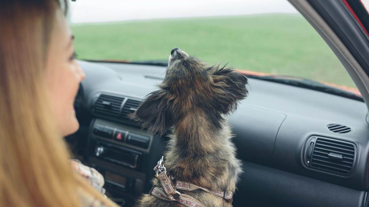 It's illegal to drive with a pet on your lap in all Australian states. Picture: Getty