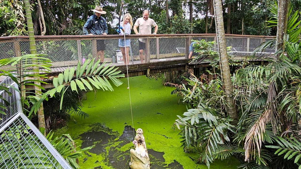 New croc feeding experience at Wildlife Habitat Port Douglas | The