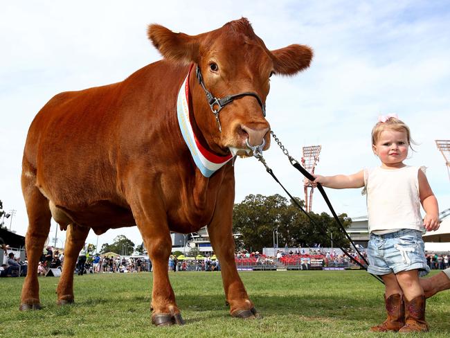 Day 4 of the Sydney Royal Easter Show at Sydney Olympic Park. Annabelle Kelly 2 holds the Limousin cow that won the Urquhart Trophy in the Beef Championships this year. Picture: Toby Zerna