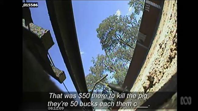 Audio from a secret camera captures trainers discussing using piglets to blood their greyhounds. Picture: ABC