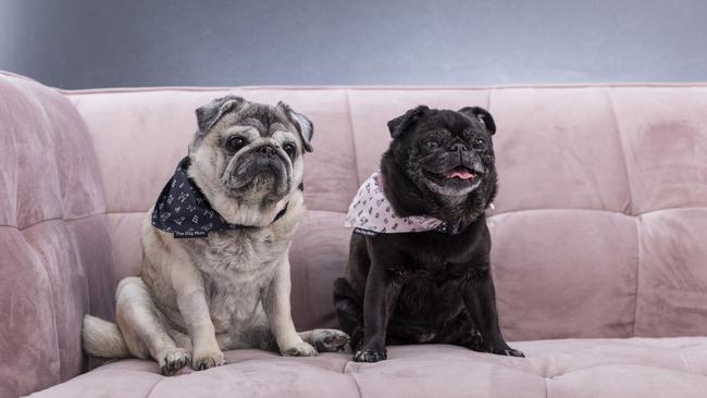 Niko and Frankie were just hanging out with their “retired” motherpupper, Jasmin Robertson, until she joined forces with Emma Karanges and The Dog Mum. Picture: Mark Cranitch