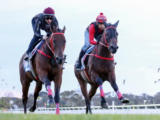 Romantic Warrior ridden James McDonald and Romantic Charm ridden by Gary Lau during trackwork at Flemington Racecourse on October 01, 2023 in Flemington, Australia. (Photo by George Sal/Racing Photos via Getty Images)