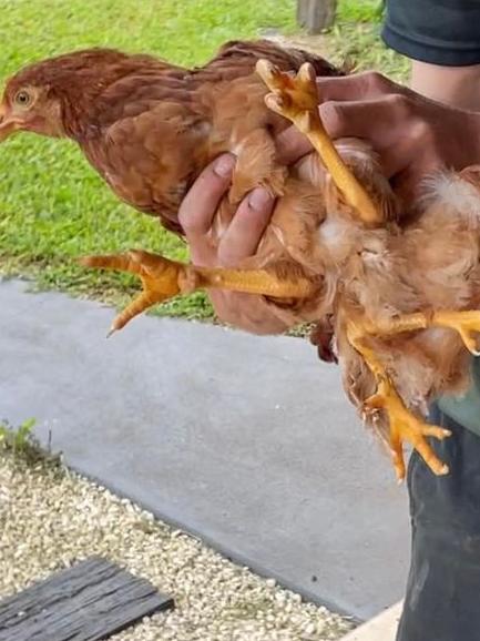 The four-legged chicken has not proven to be an April fool’s Day hoax. An animal carer has taken it under her wing and surgery might be a future option. Picture: Facebook