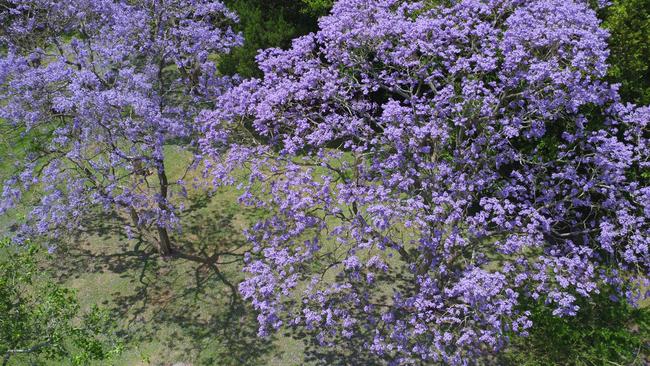 An aerial view of a jacaranda tree in full bloom. Picture: Joshua Hulm