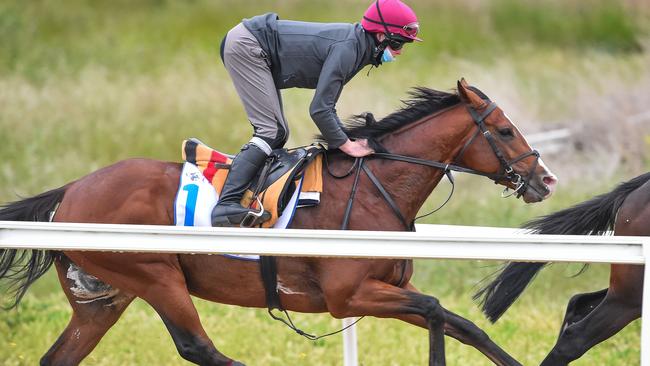 If Hawkes had to pick a runner to win this year’s Melbourne Cup, he’d be with import Anthony Van Dyck. Picture: Getty Images